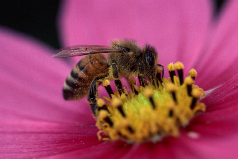نحوه تولید عسل توسط زنبور عسل