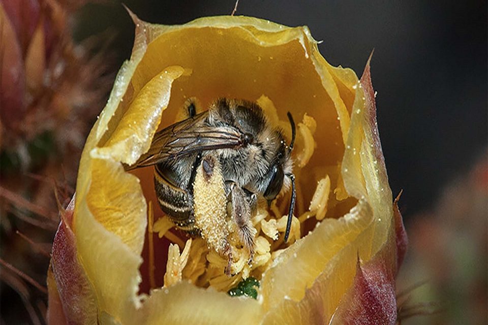 پنج راه برای کمک به زنبورها
