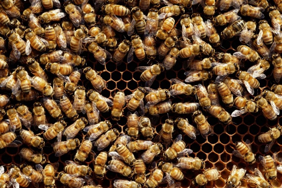 بیست واقعیت عجیب در مورد زنبور عسل