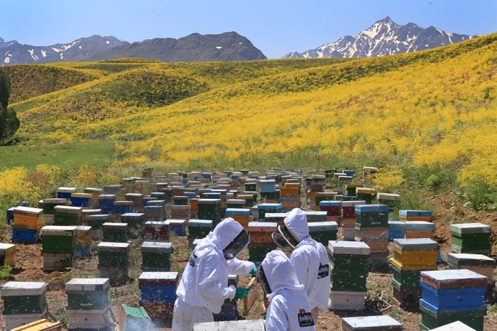 10 واقعیت درباره عسل ارگانیک وحشی
