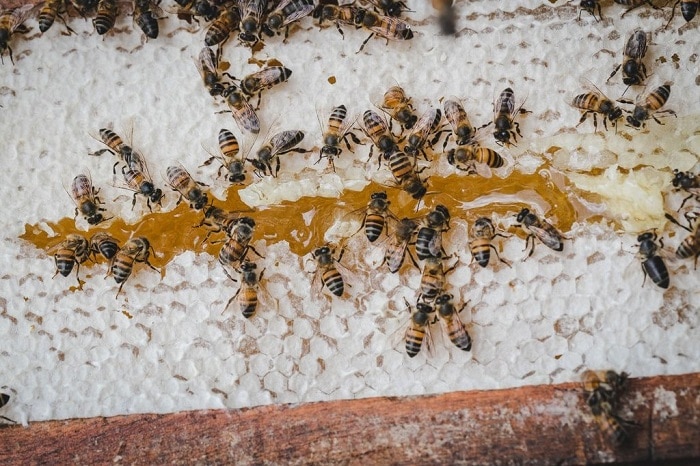زنبورها باید عسل بخورند