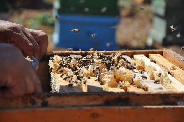 تاریخچه و ترکیبات عسل طبیعی