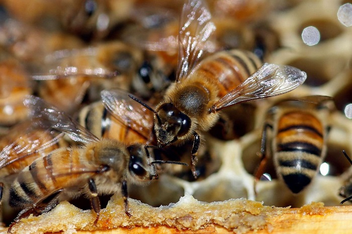 خطر کاهش جمعیت زنبورهای عسل