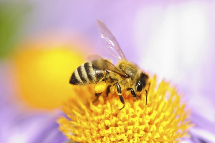 آفت کش ها در حال کشتن زنبورهای عسل است!