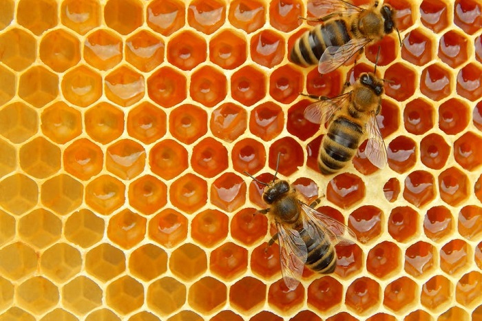 زندگی پایدار و زنبورهای عسل