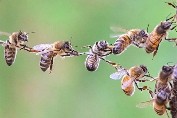 علم زنبور عسل