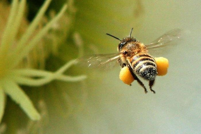 نگاهی دقیق به نحوه تولید عسل توسط زنبورها
