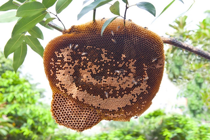 فواید عسل جنگلی چیست؟