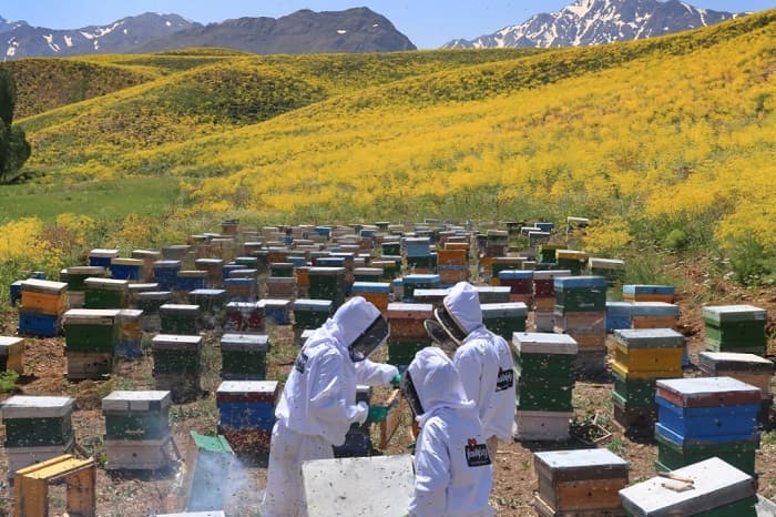 آنچه زنبورهای عسل می خورند