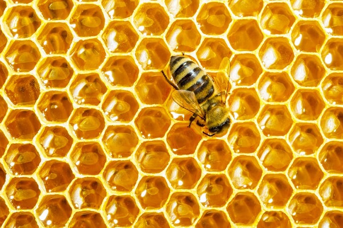 رفتار زنبورهای عسل