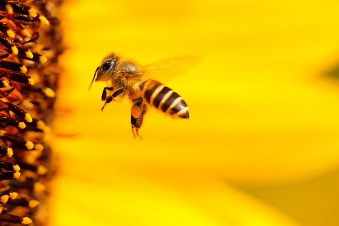 زنبورها جذب چه گل هایی می شوند؟