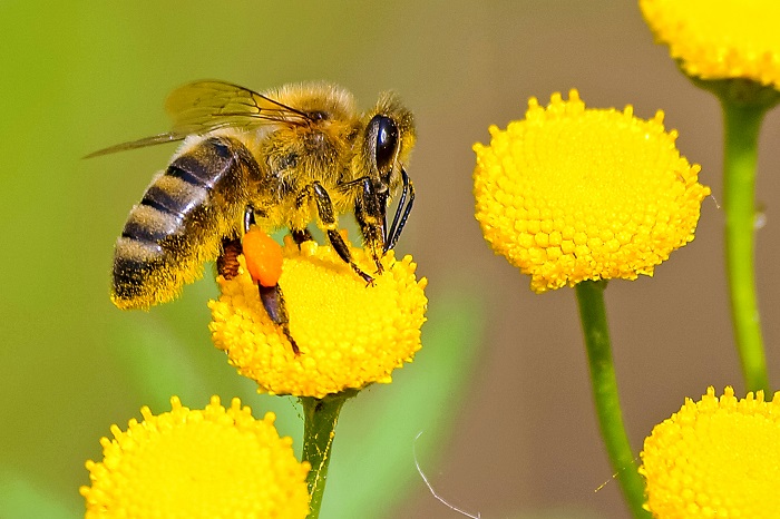 زنبورها جذب چه گل هایی می شوند؟