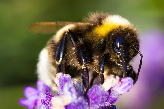 10 دلیل برای دوست داشتن زنبورها