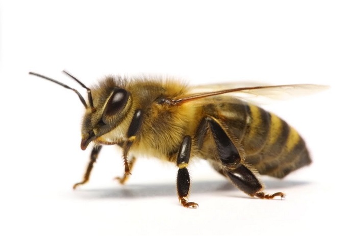 آشنایی با وظایف زنبورهای عسل