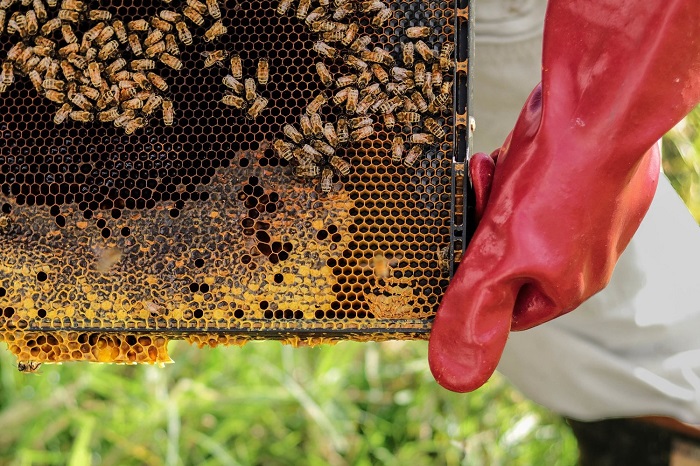 درس هایی از مزرعه عسل طبیعی