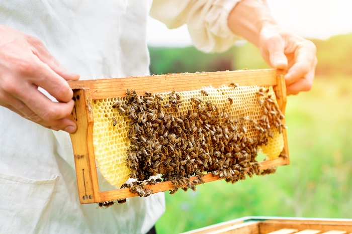 موضوعات جالب درباره عسل طبیعی!