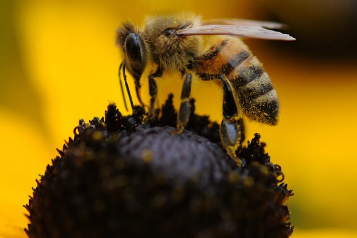 انواع زنبور در مزرعه عسل