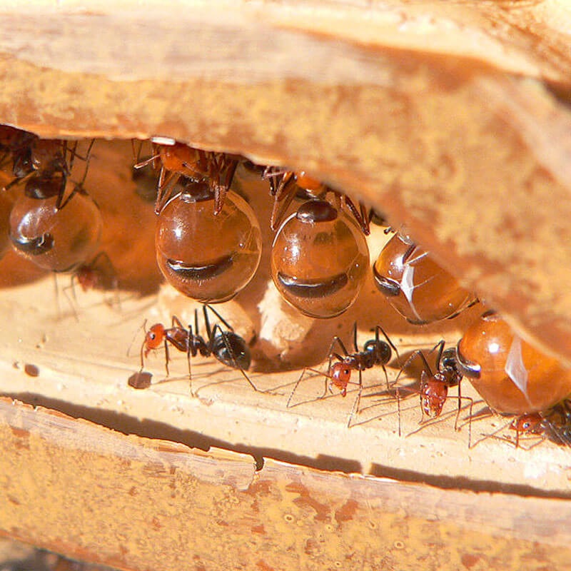 مورچه های تولید کننده عسل