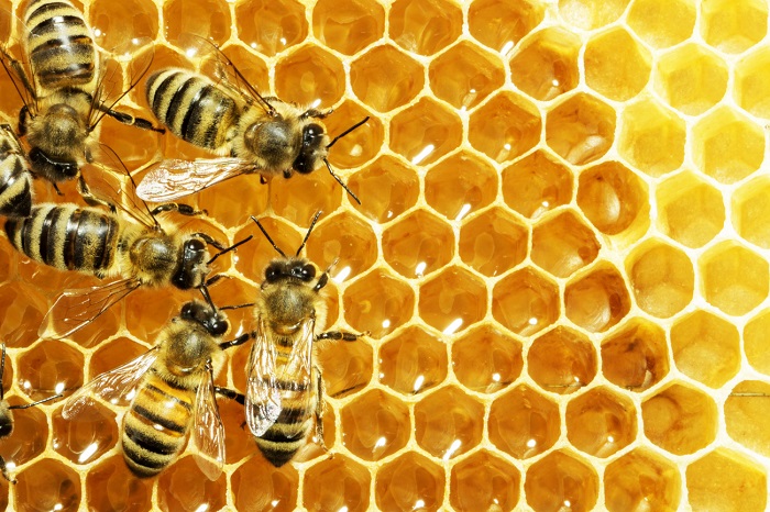 اهمیت تنوع زنبورهای عسل