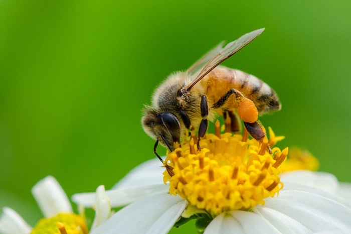 کمک به زنبورها در گرده افشانی