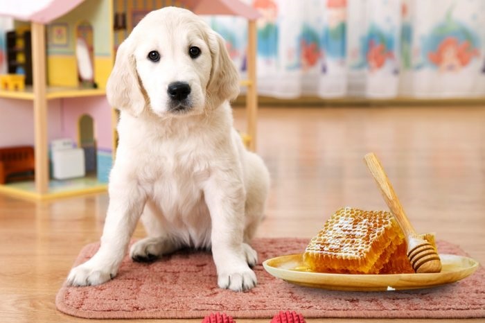 آیا عسل برای سگ ‌ها بی‌ خطر است؟