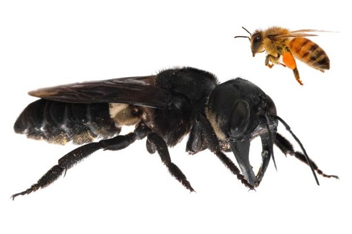 بازگشت بزرگترین زنبور جهان