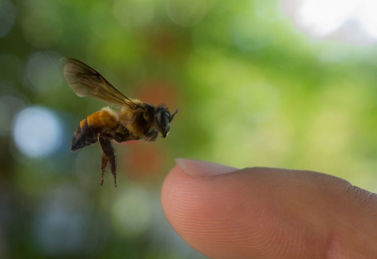 بایدها و نبایدهای برخورد با زنبورها