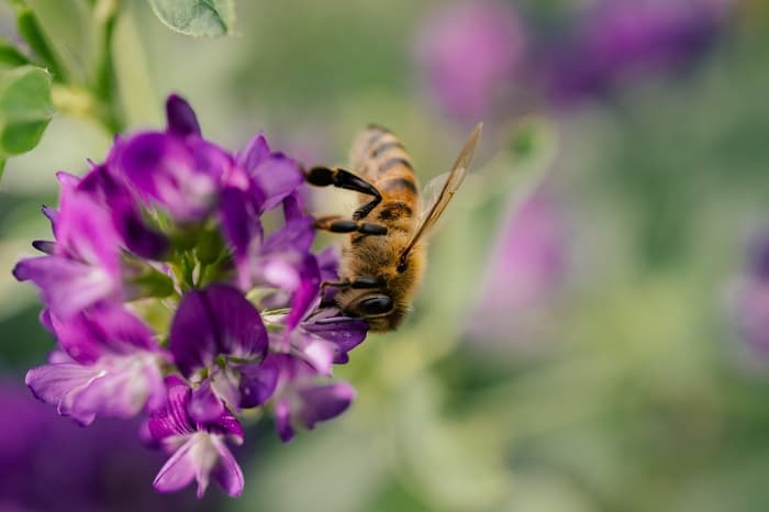 چگونه زنبورها بهترین گرده_ی گل را پیدا می_کنند؟