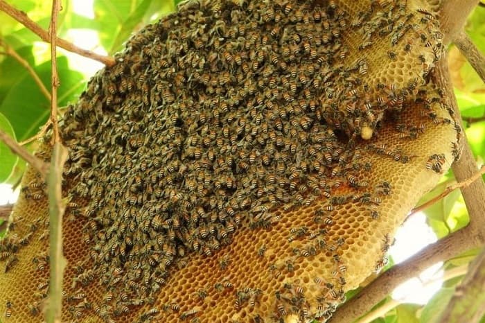 فواید باورنکردنی عسل جنگلی