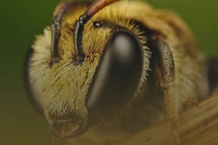 مراحل شگفت انگیز تولد زنبور عسل