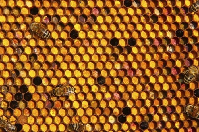 نان زنبور عسل چیست؟
