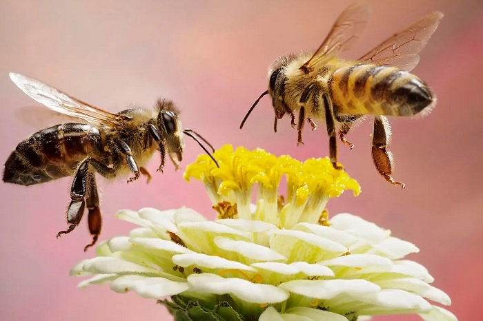 8 واقعیت جالب در مورد زنبور عسل