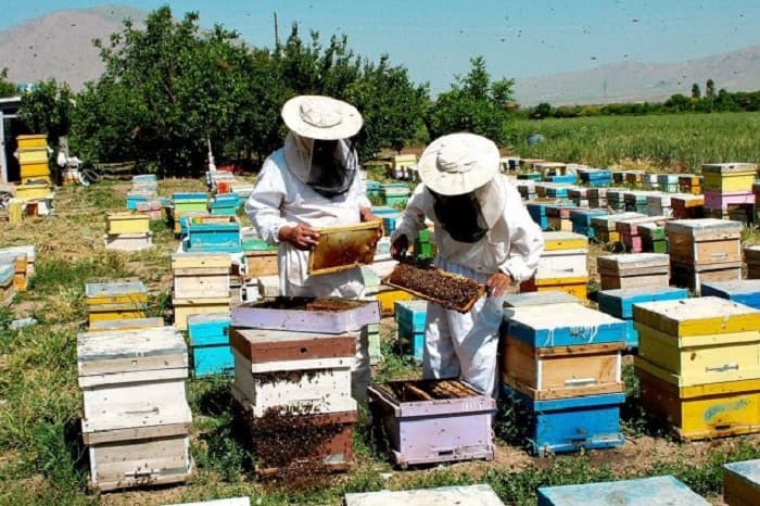 ایران سومین تولید کننده عسل در دنیا