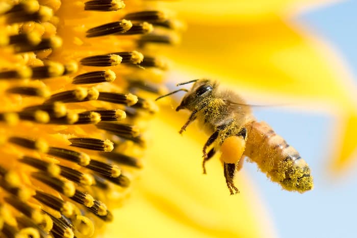 توانایی بو، مزه و حس در زنبورهای عسل