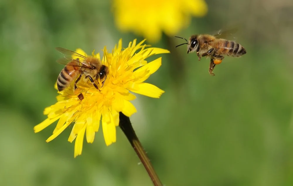آیا زنبور‌های عسل در خطر انقراض قرار دارند؟