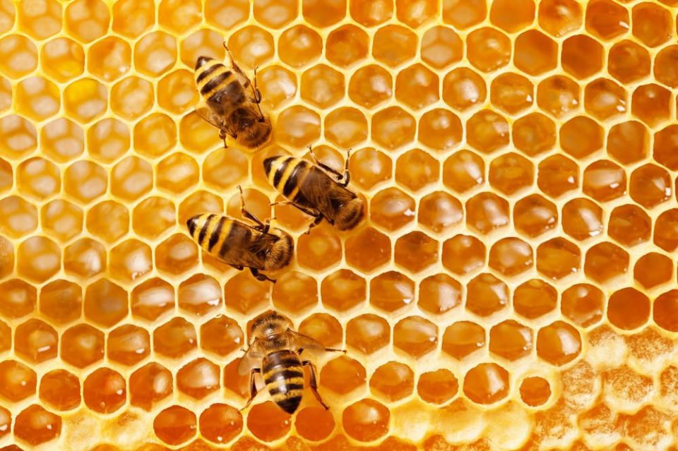 چرا زنبورها برای تولید غذا مهم هستند؟