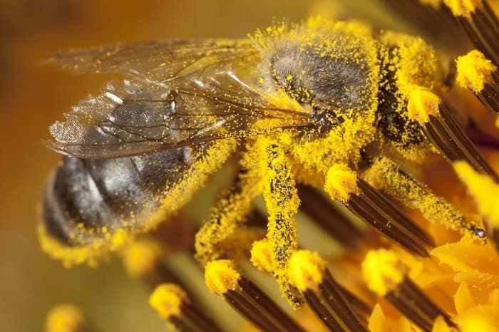 فواید گرده زنبور عسل برای پوست