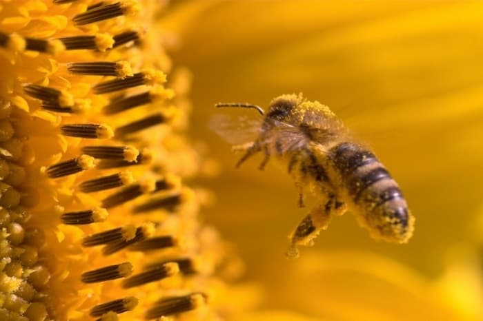 فواید گرده زنبور عسل برای پوست