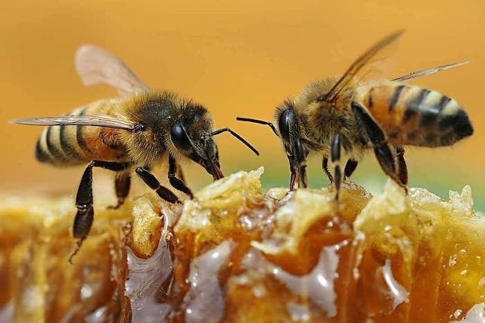 آیا عسل با استفراغ زنبور تولید می شود 1