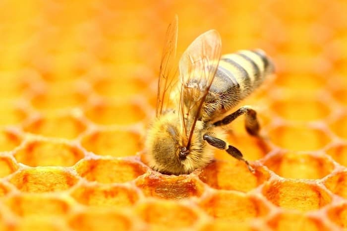 آیا عسل با استفراغ زنبور تولید می شود