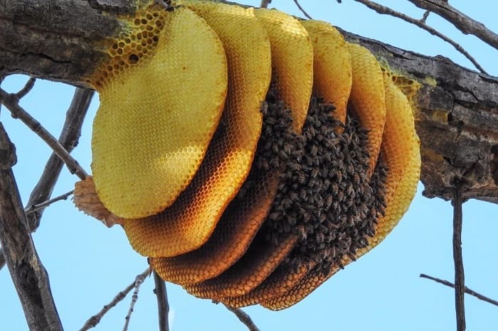 زنبورهای عسل کجا لانه می کنند