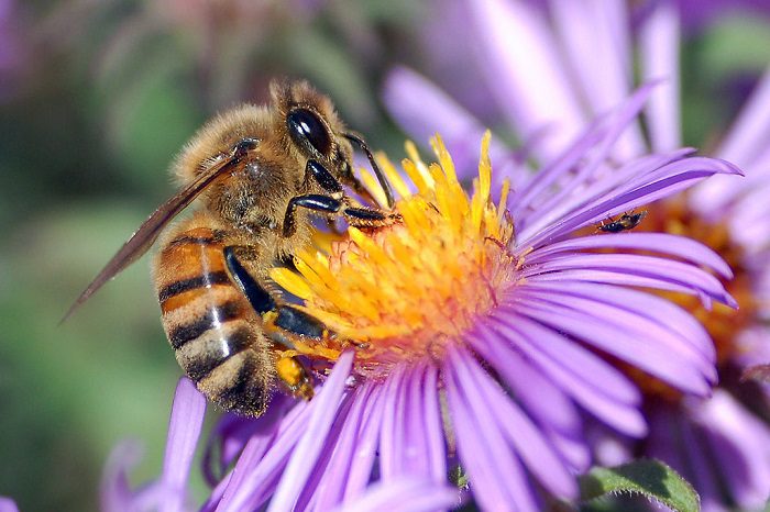 عسل سبز چیست و چه فوایدی دارد