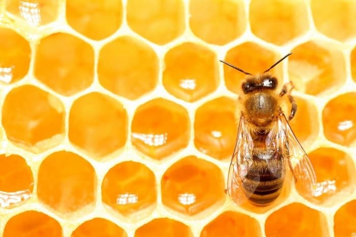 20 نکته جالب در مورد عسل
