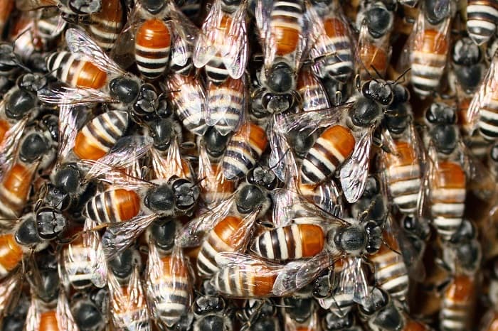 زنبورهای عسل کوتوله