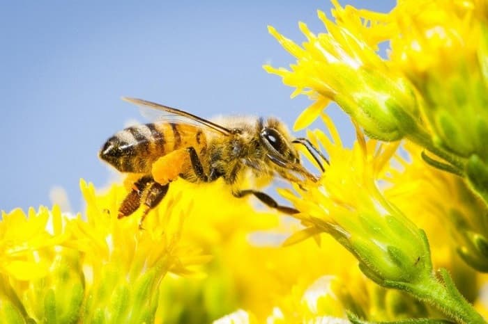 چرا تعداد زنبورها در سراسر جهان در حال کاهش است؟