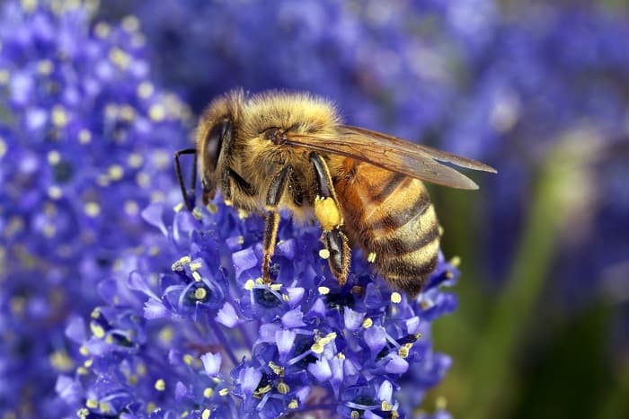زنبورهای عسل چه می خورند