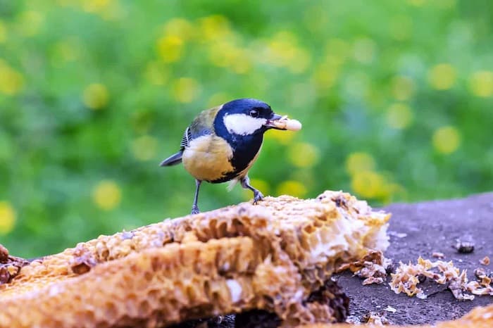 آیا پرندگان می‌توانند عسل بخورند؟