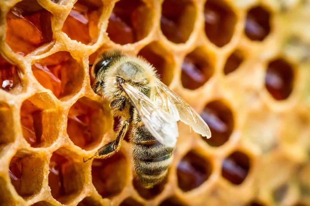 نحوه و زمان تغذیه زنبور‌ها