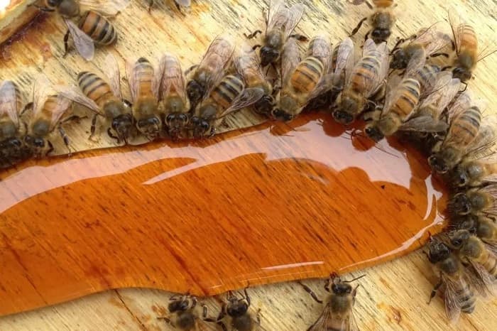 نحوه و زمان تغذیه زنبور‌ها