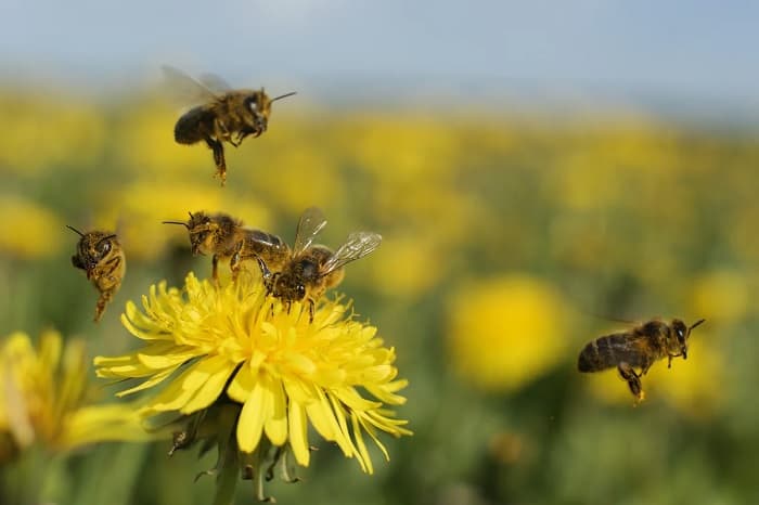 8 نوع زنبور عسل و نحوه شناسایی هر کدام